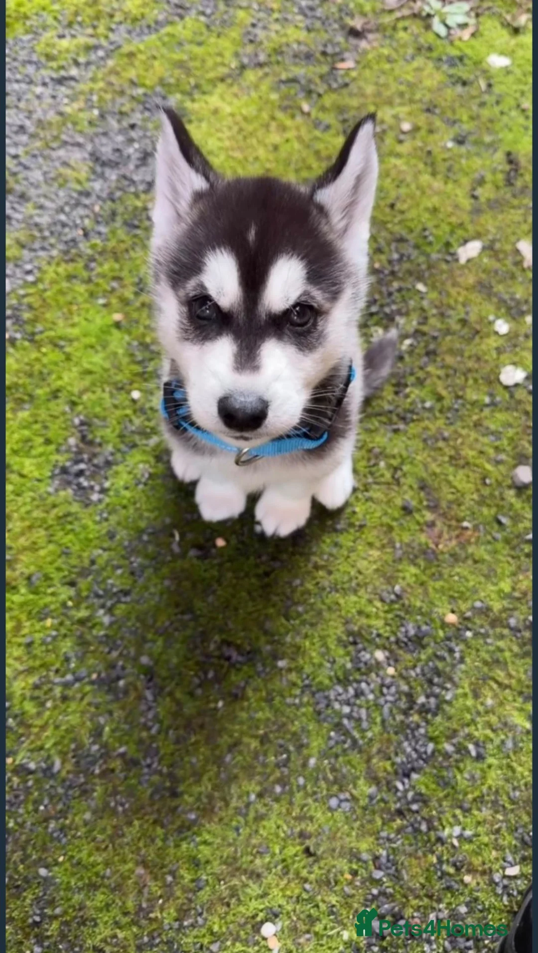 Siberian Husky dogs for sale: Siberian husky male 8 weeks old - Advert 1