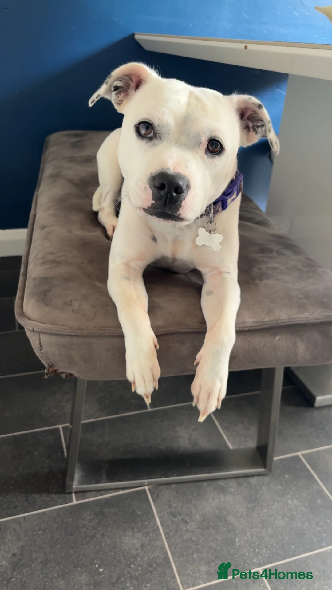 Staffordshire Bull Terrier dogs for sale: White Staffordshire bull terrier - Advert 2