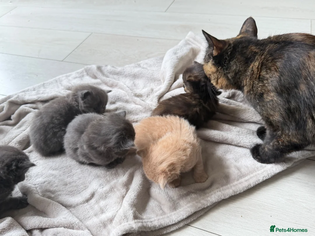 Mixed Breed cats for sale: kittens - Advert 12