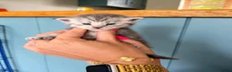 Maine Coon cats for sale: 🐾 Beautiful Maine Coon Kittens  in Boston - Advert 4