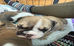 English Bulldog dogs for sale: KC Reg English Bulldog Pups - Image 6