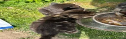 Mixed Breed cats for sale: Beautiful yard kittens  - Advert 3