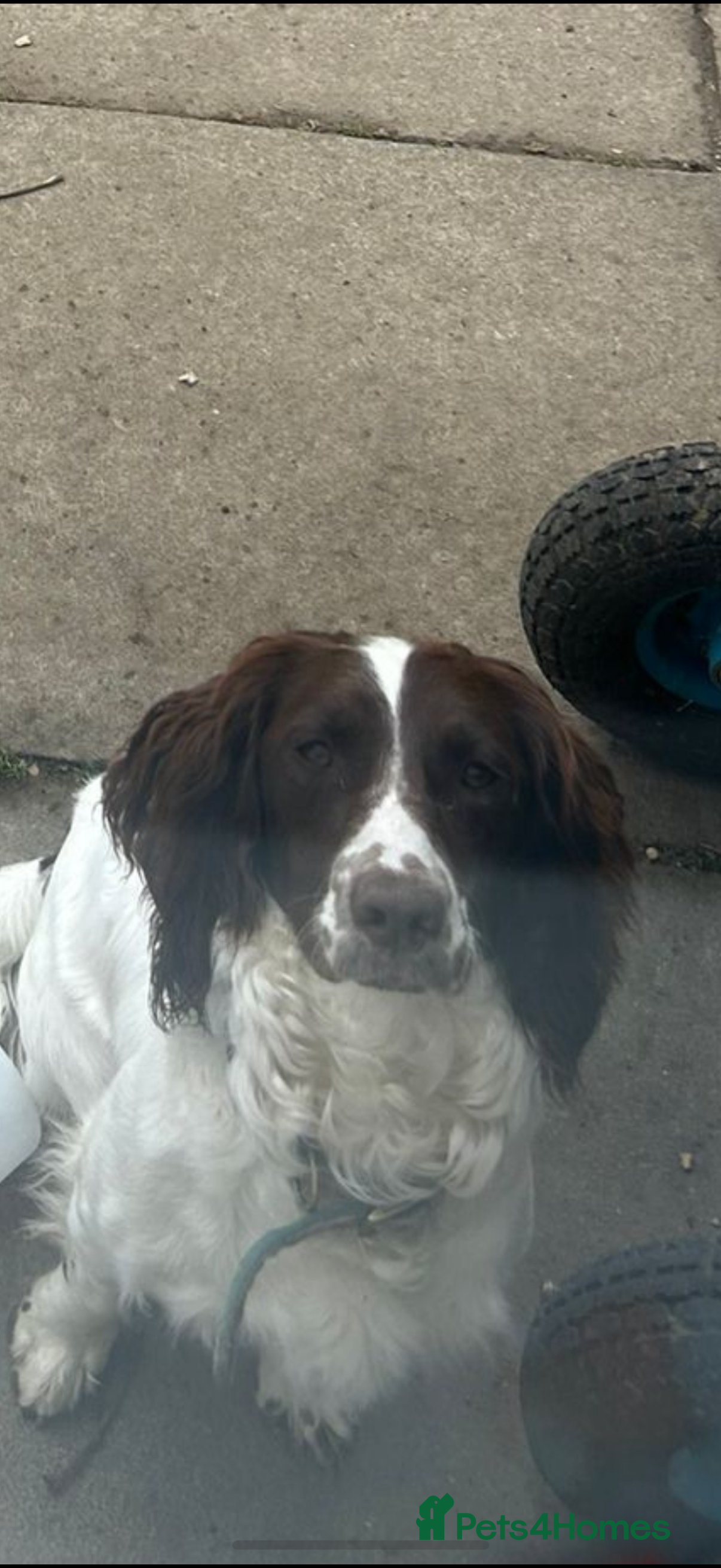 Sprocker dogs Daisy  - Advert 1