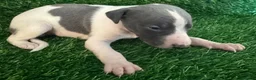 Whippet dogs for sale: ✨ EXCEPTIONAL PEDIGREE WHIPPETS  - Advert 28