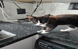 Mixed Breed cats for sale: Male kitten - Image 4