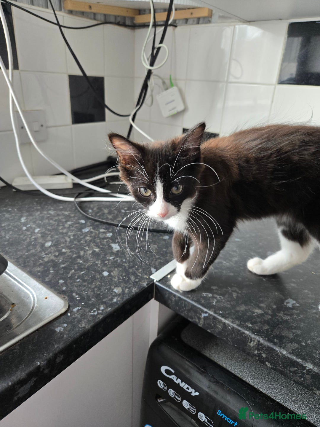 Mixed Breed cats for sale: Male kitten - Image 4