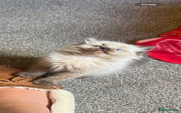 Ragdoll cats for sale: Stunning rare mink ragdoll kitten  - Image 2