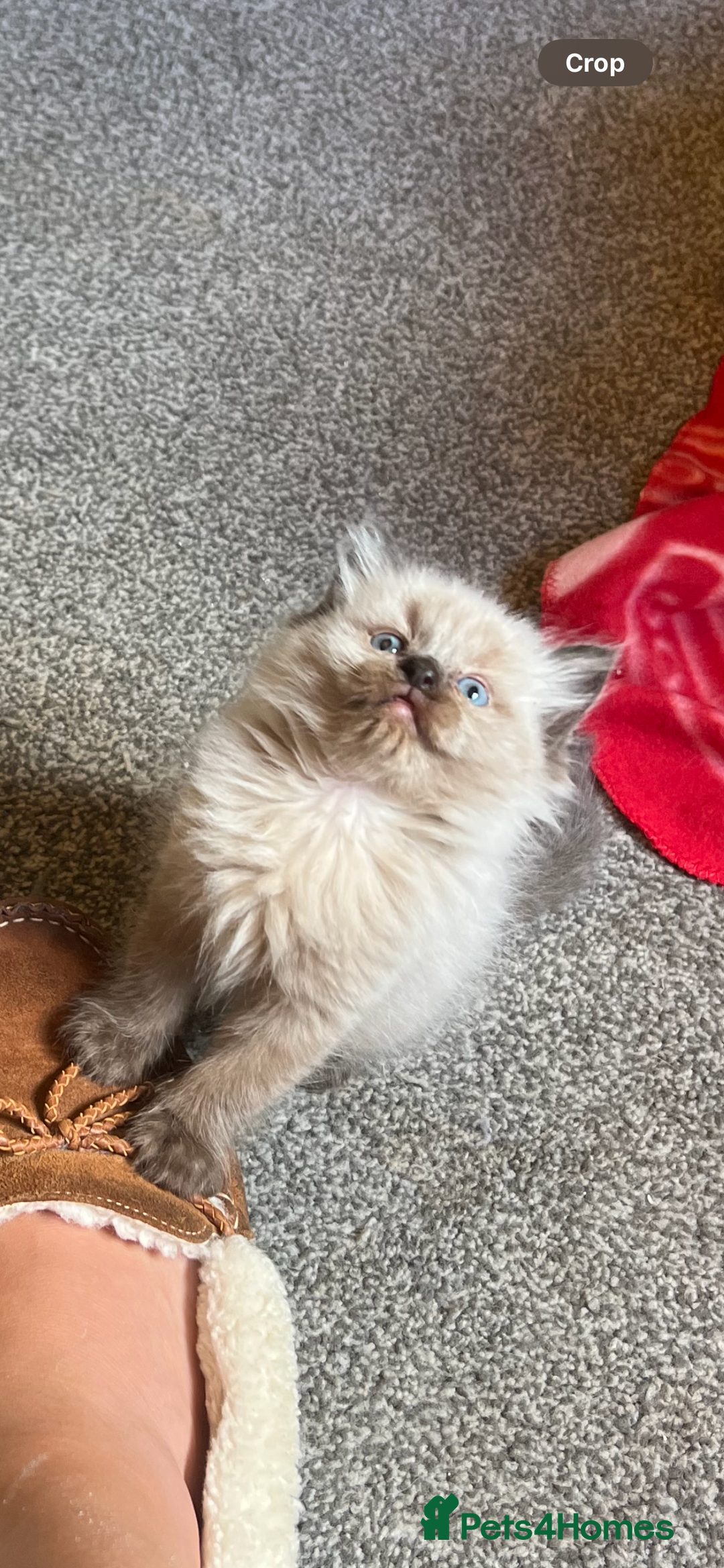 Ragdoll cats for sale: Stunning rare mink ragdoll kitten  - Image 2