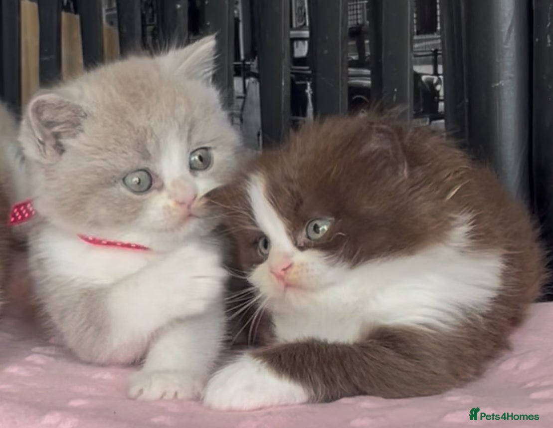 British Shorthair cats for sale: Beautiful BSH Champion line Kittens  - Advert 1
