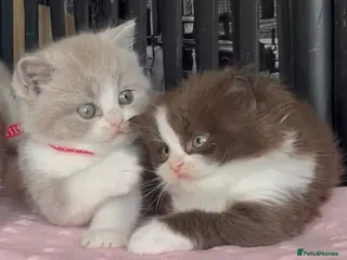 British Shorthair cats for sale: Beautiful BSH Champion line Kittens - Advert 2