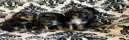 Cavapoo dogs for sale: F1 Cavapoos  - Advert 18
