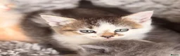 Scottish Fold cats for sale: GORGEOUS SCOTTISH FOLD X EXOTIC PERSIAN KITTENS - Advert 24