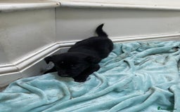 Borador dogs for sale: ⚫️lab x collie puppies ⚪️ - Advert 7