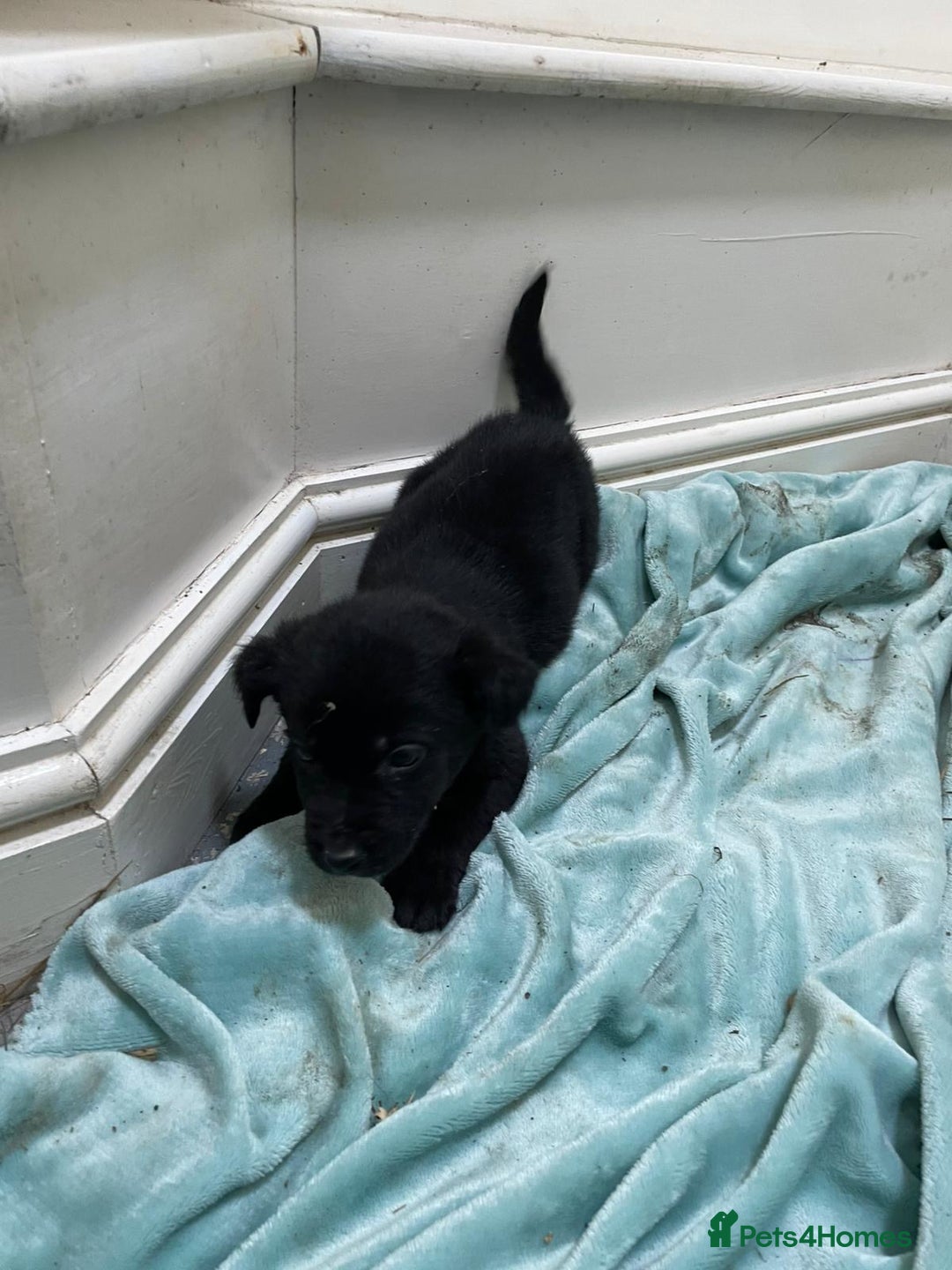 Borador dogs for sale: ⚫️lab x collie puppies ⚪️ - Advert 7