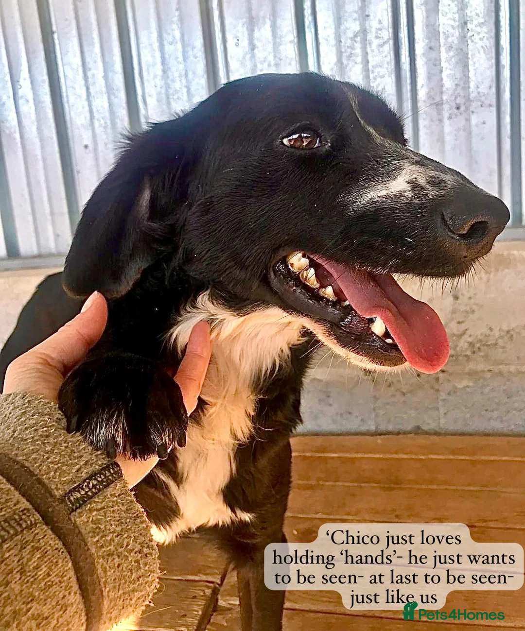 Mixed Breed dogs for adoption: Chico, 1-2 yrs old. Reserved STC. - Advert 2