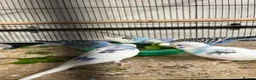 Budgerigars birds for sale: Beautiful budgies  - Advert 4