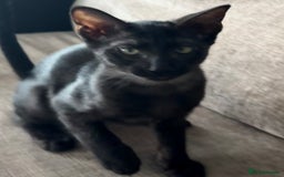 Serengeti cats for sale: Handsome tica reg black smoke male  - Advert 7