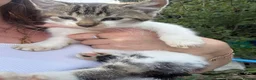 Mixed Breed cats for sale: 3 Beautiful Kittens for Sale - Advert 20