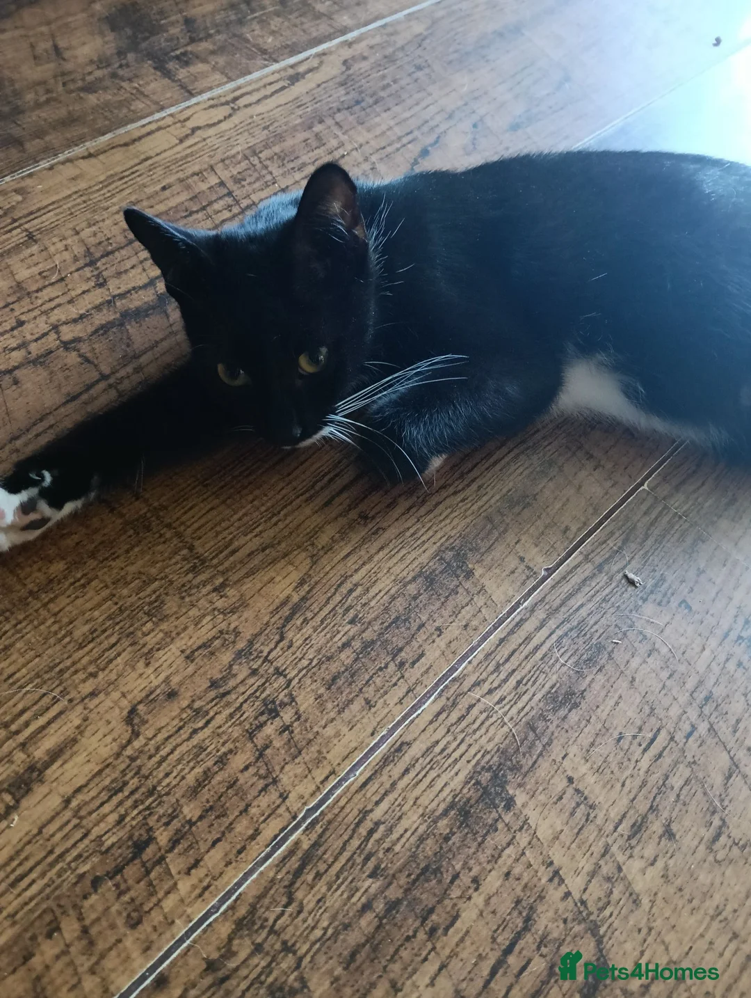 Domestic Shorthair cats for sale: Domestic short hair - Advert 1