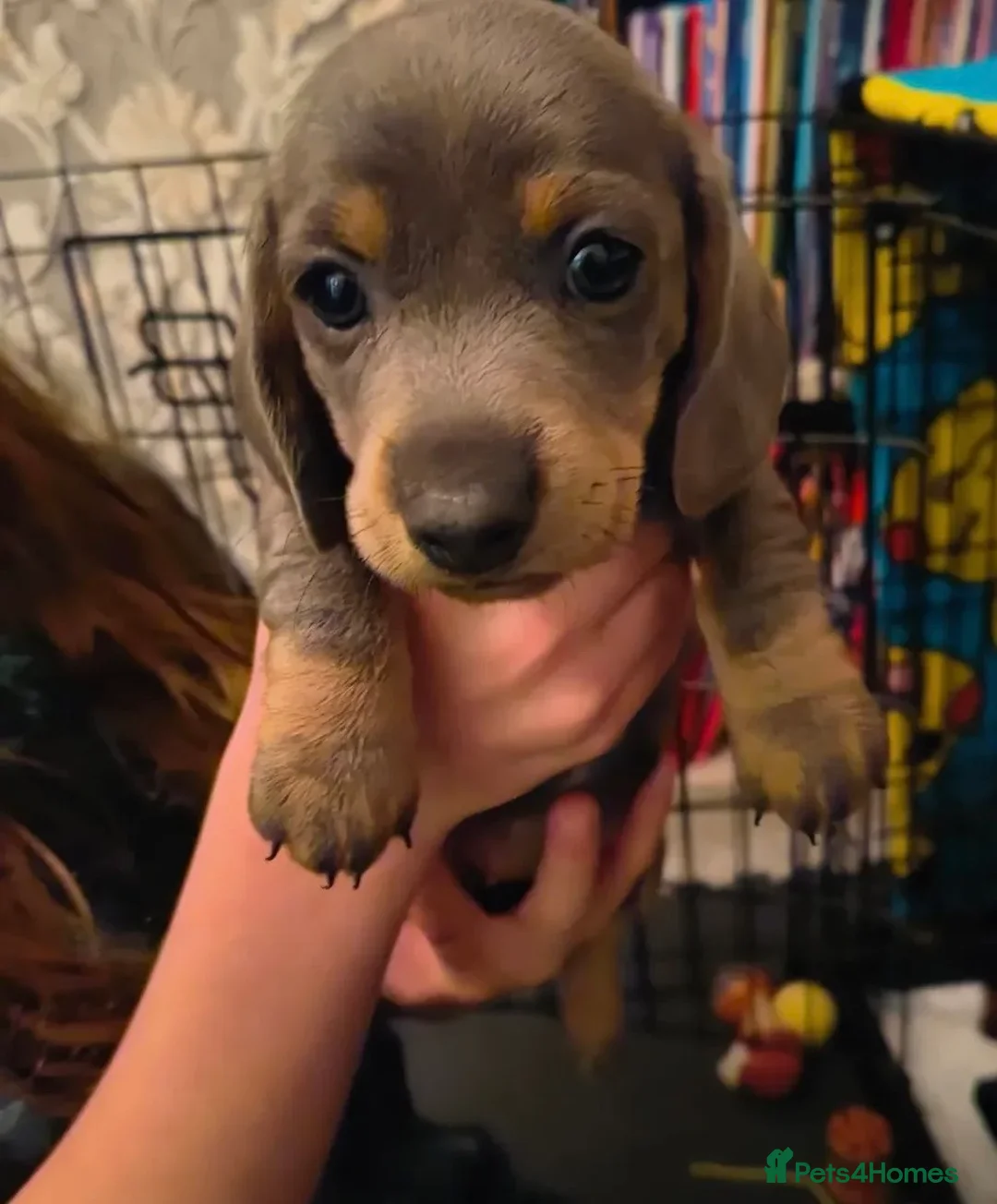 Dachshund dogs for sale: Dachshund puppies - Advert 2