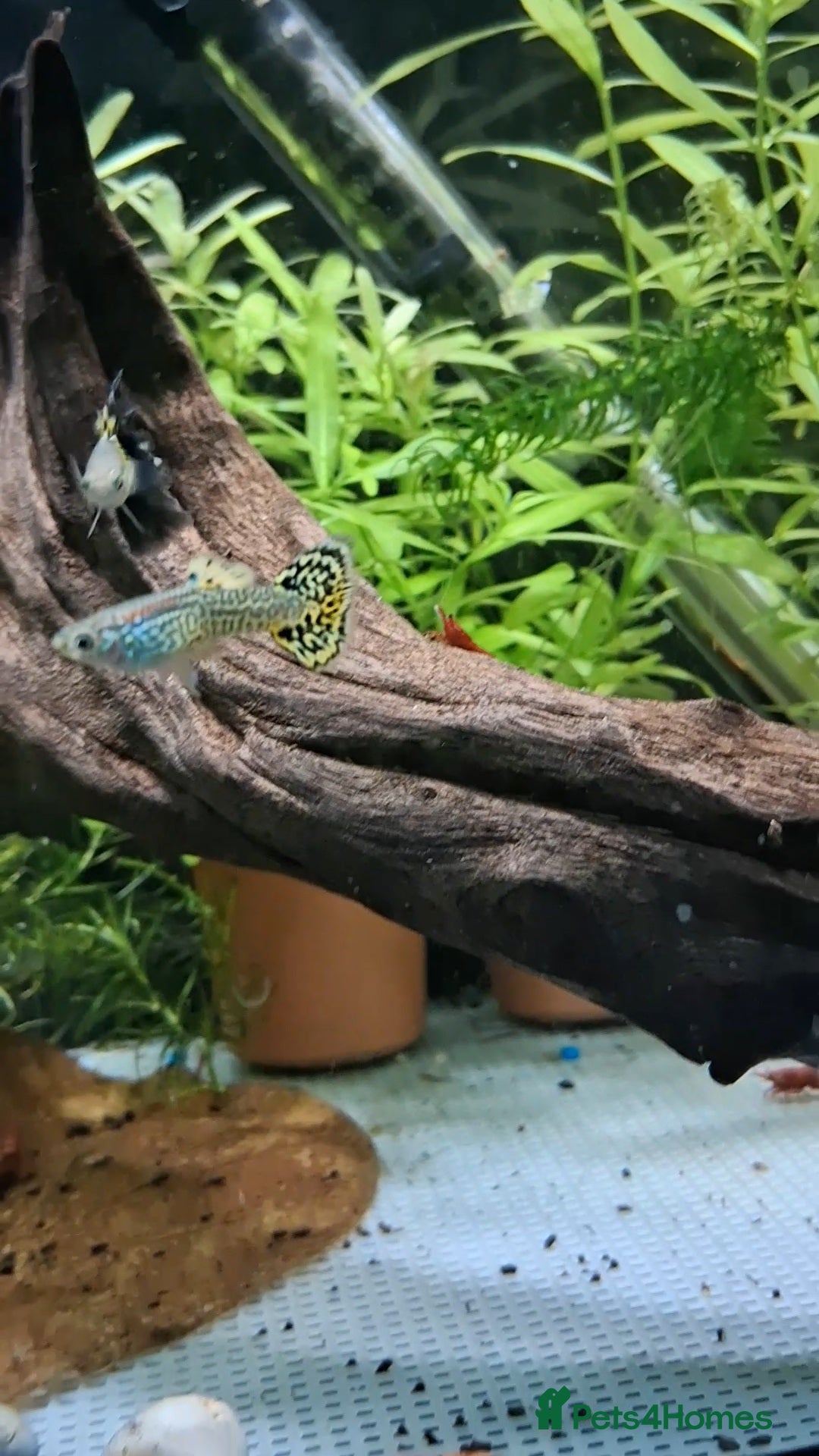 Live Bearers fish Beautiful Home-Bred Colorful Guppy Fish - Advert 1