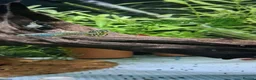 Live Bearers fish for sale: Beautiful Home-Bred Colorful Guppy Fish in Wednesbury - Advert 1