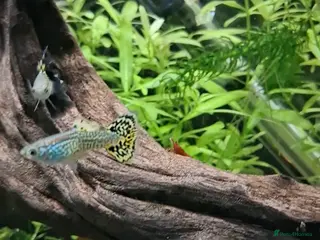 Live Bearers fish Beautiful Home-Bred Colorful Guppy Fish - Advert 4