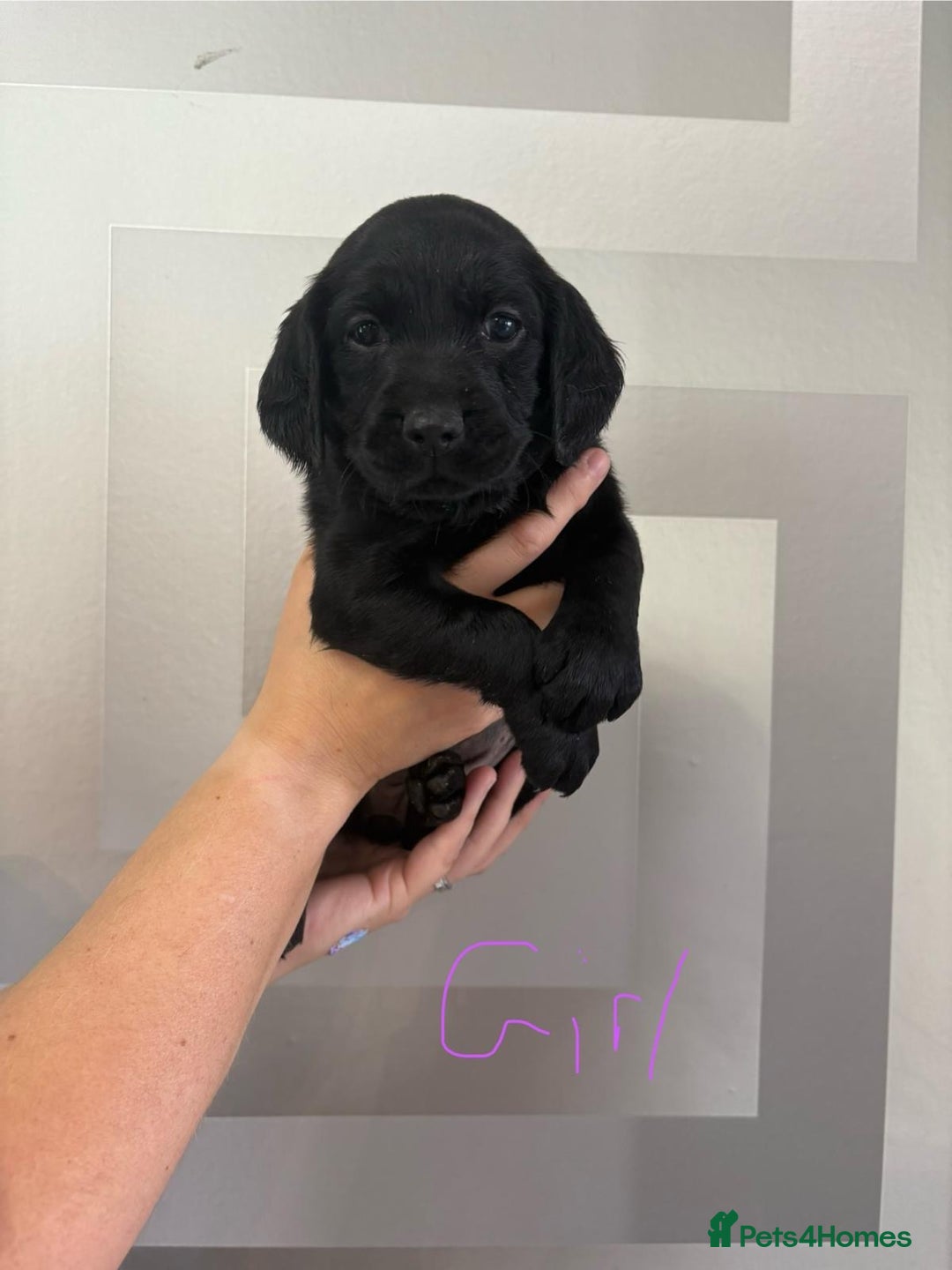 Cockerdor dogs for sale: Cockador puppies  - Image 24