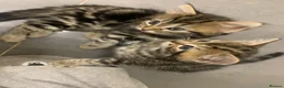 Mixed Breed cats for sale: 5 beautiful boy kittens  - Advert 32