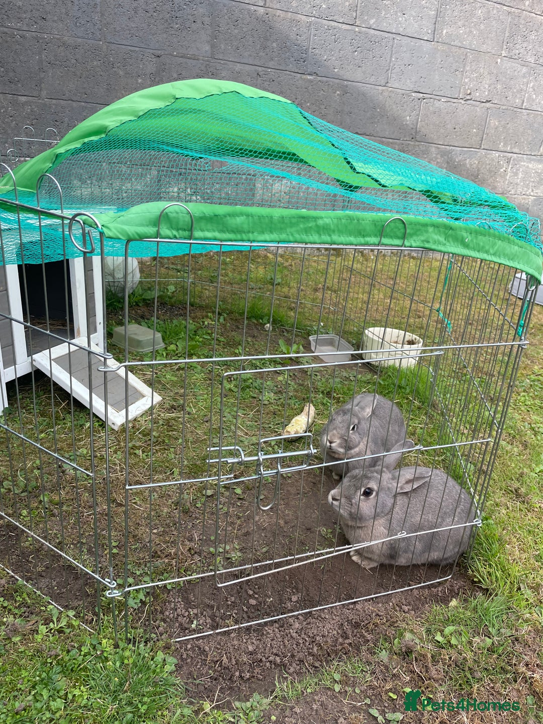 English rabbits for sale: 2 Male rabbits, brothers - Image 4