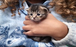 Scottish Fold cats for sale: Beautiful Scottish Fold/Straight X Kittens - Image 2