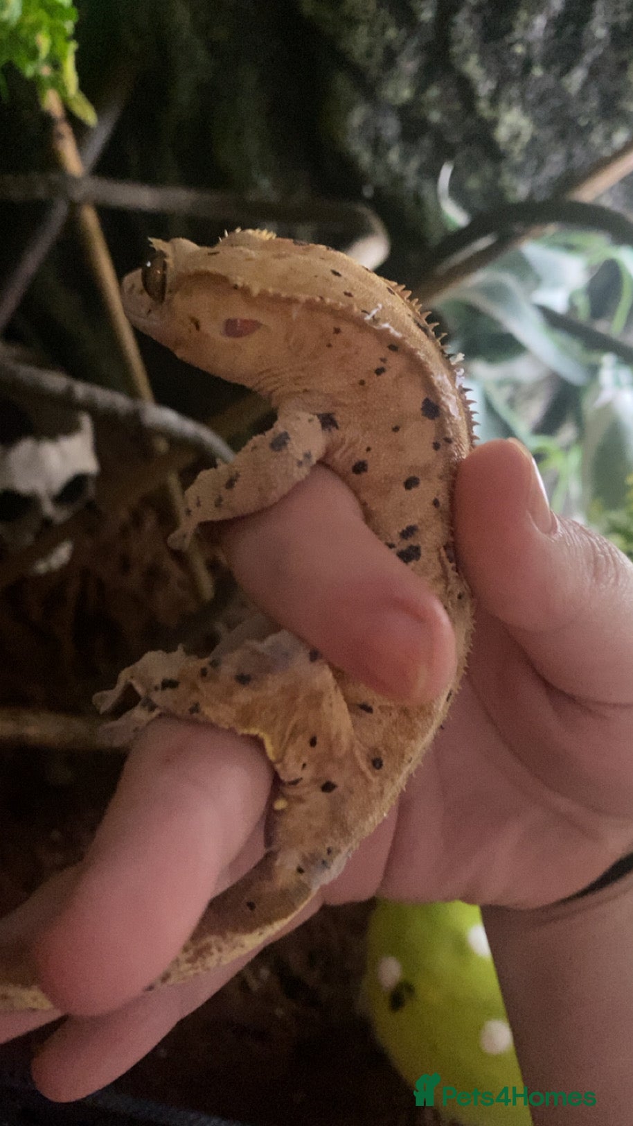 Gecko reptiles female super dalmatian crested gecko for sale  - Advert 7