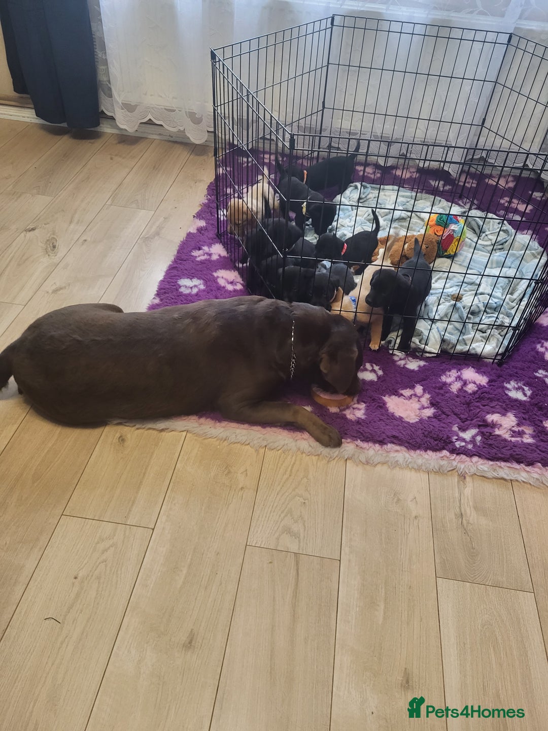 Labrador Retriever dogs for sale: KC registered Labrador Retriever puppies - Advert 18