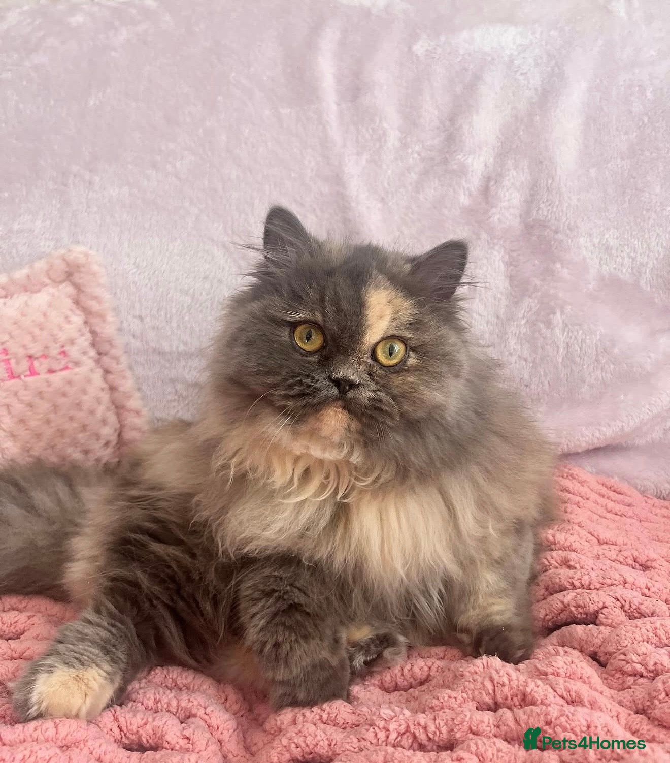 Persian cats Beautiful Persian kittens  - Advert 5