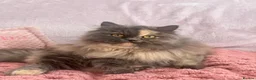 Persian cats for sale: Beautiful Persian kittens  - Advert 3