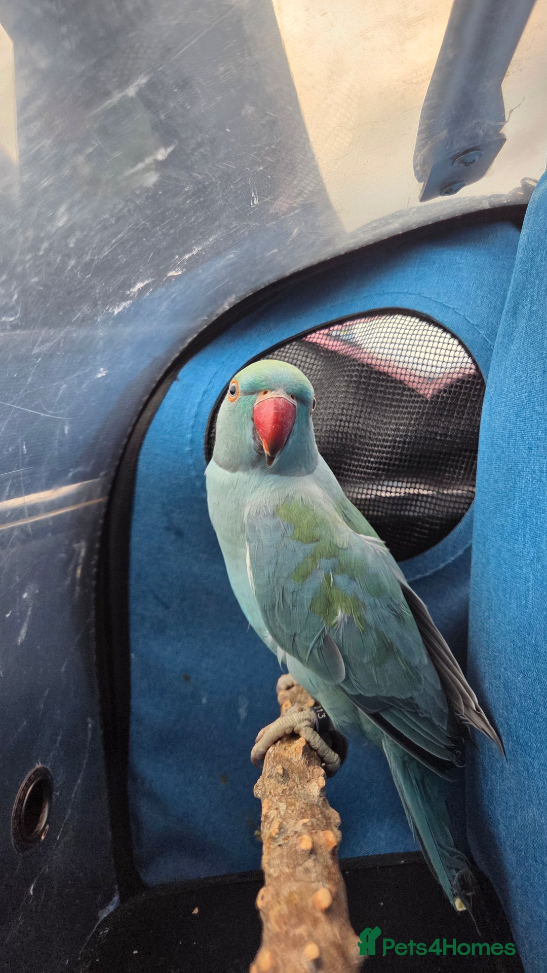 Ringnecks birds for sale: Blue IRN looking for new perch  - Advert 5