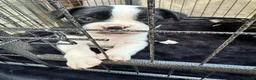 Mixed Breed dogs for sale: 7 American bulldog x French bulldog puppies  - Advert 13