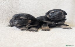 German Shepherd dogs for sale: 💛 German Shepherd Puppies – Full Pedigree Parents - Image 14