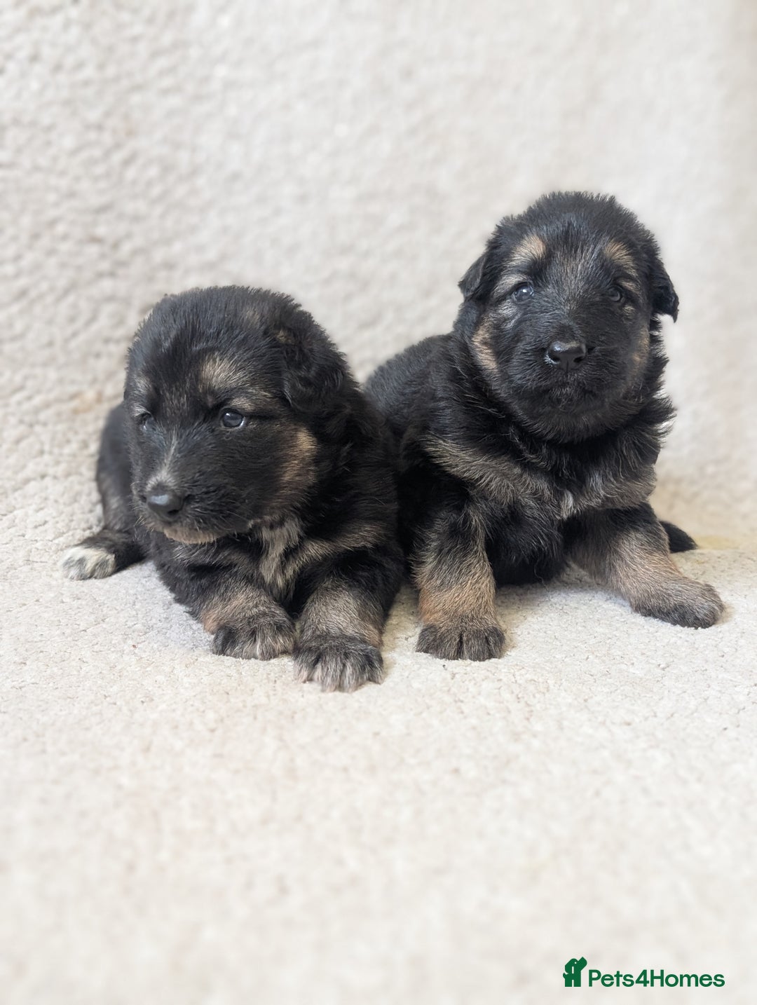 German Shepherd dogs for sale: 💛 German Shepherd Puppies – Full Pedigree Parents - Image 14