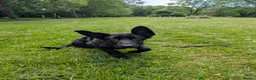 German Shepherd dogs for sale: Gorgeous pure black German Shepherd Pup - Advert 6