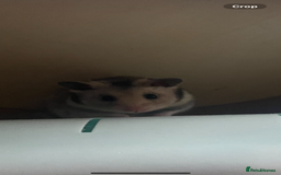 Hamster rodents for sale: Syrian hamsters - Image 5