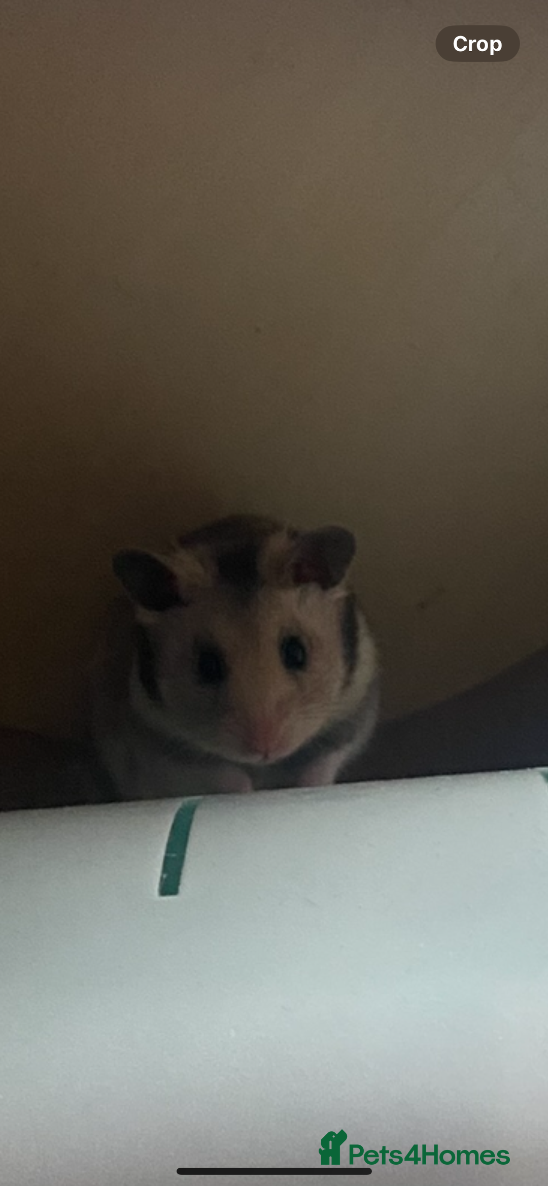 Hamster rodents for sale: Syrian hamsters - Image 5