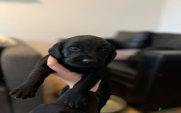 Goldador dogs for sale: Beautiful black and golden goldador puppies  - Image 6