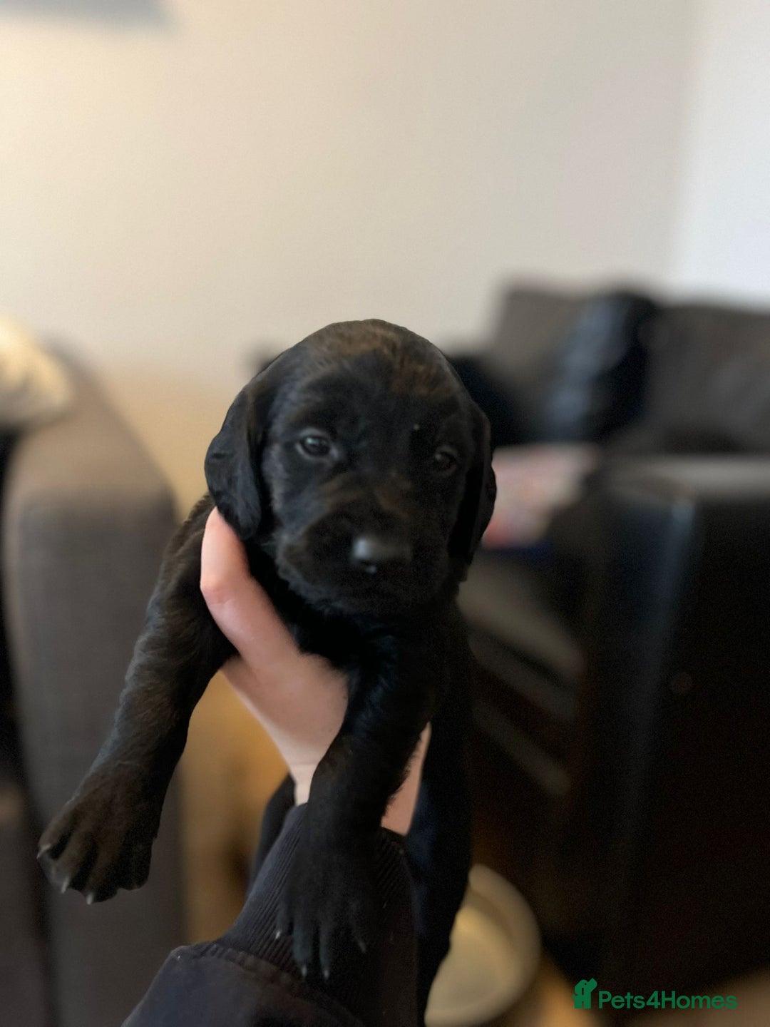 Goldador dogs for sale: Beautiful black and golden goldador puppies  - Image 6