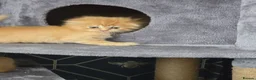 Scottish Fold cats for sale:  Beautiful Scottish fold/scottish straight litter - Advert 8