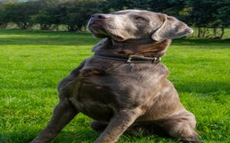 Labrador Retriever dogs for stud: Silver Labrador Stud- KC Registered  in Uttoxeter - Image 9