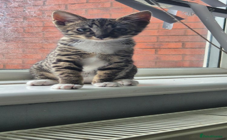 Savannah cats Reduced!! F5 SAVANNAH KITTENS READY NOW 2 left  - Advert 3