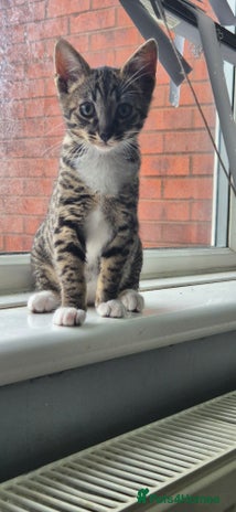 Savannah cats Reduced!! F5 SAVANNAH KITTENS READY NOW 2 left - Advert 3