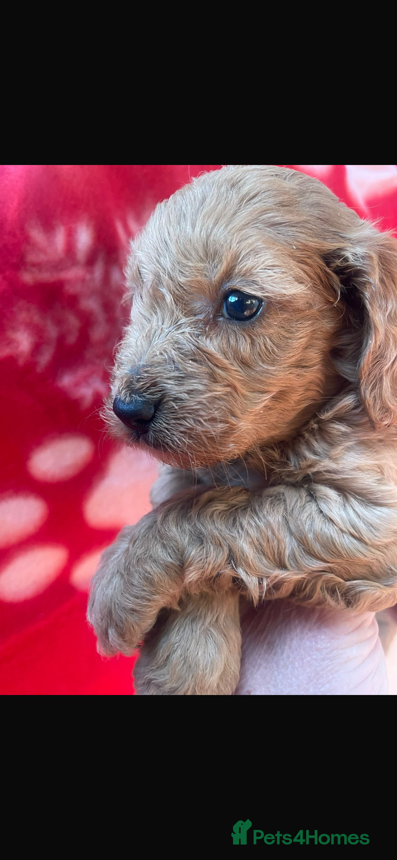 Cockapoo dogs Cockapoo health tested KC parents  - Advert 10