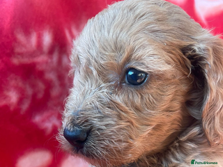 Cockapoo dogs Cockapoo health tested KC parents - Advert 10